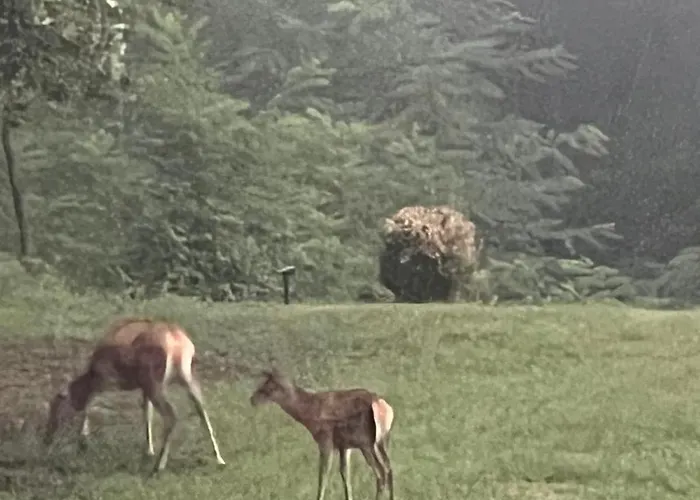Panoramic House Maggiore Apartamento Cossogno
